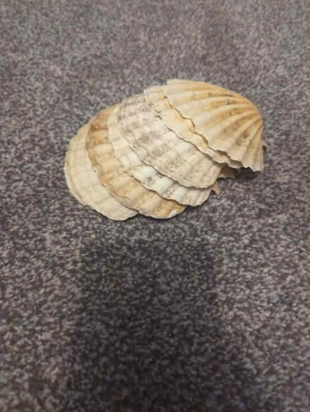 Photo of free Shells (Norwich NR3) #1