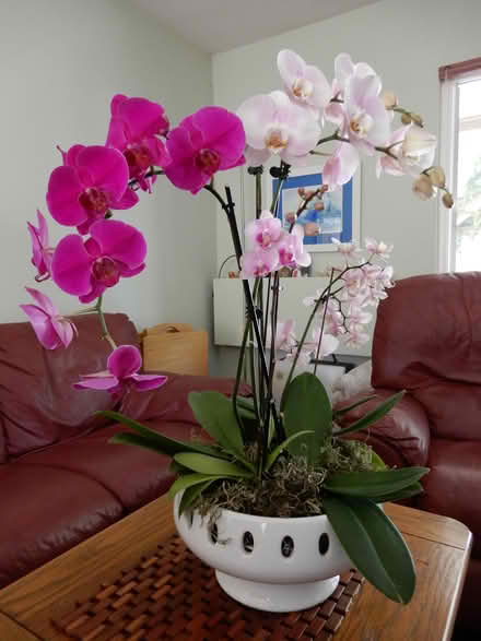 Photo of free Two orchid plants and bowl (near Rossmoor Pkwy) #2