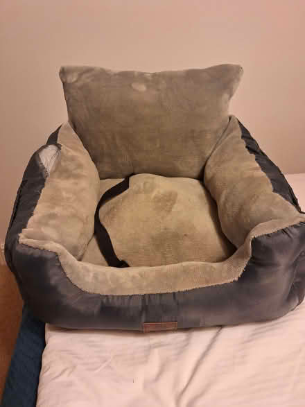 Photo of free Car bed for dog (Wendover HP22) #1