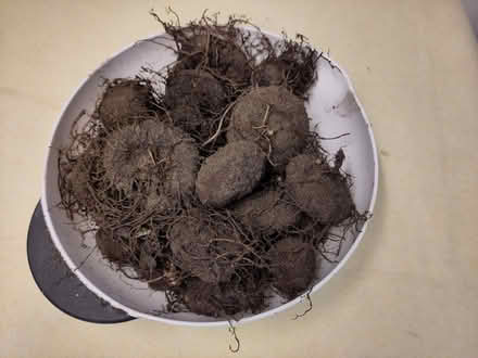 Photo of free Cyclamen Corms (Headington OX3) #1