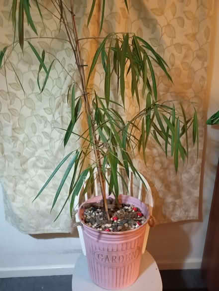 Photo of free Big houseplant on the chair (Slade Green DA8) #1