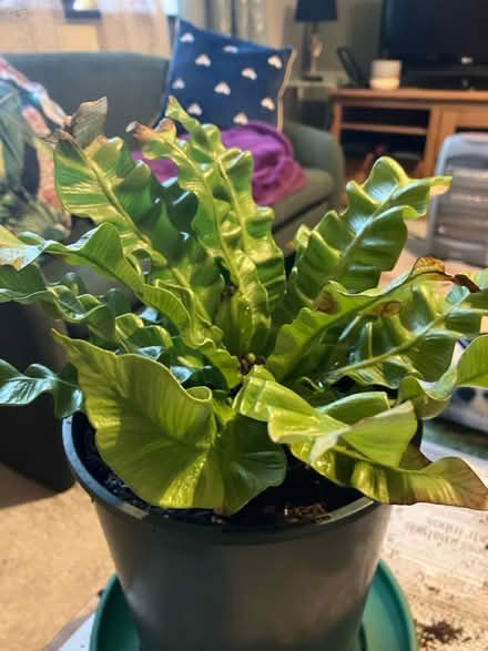 Photo of free House plant (Waddon) #1