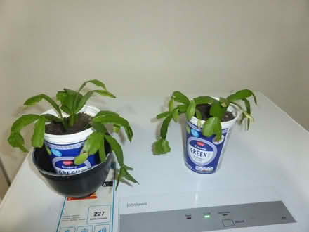 Photo of free Young House plants (Oxgangs EH13) #2