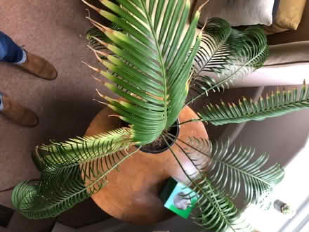 Photo of free Large House Plant (St Margarets TW1) #3