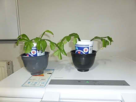 Photo of free Young House plants (Oxgangs EH13) #3