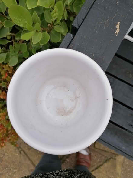 Photo of free Ceramic flower pot cover. (Langney BN23) #2