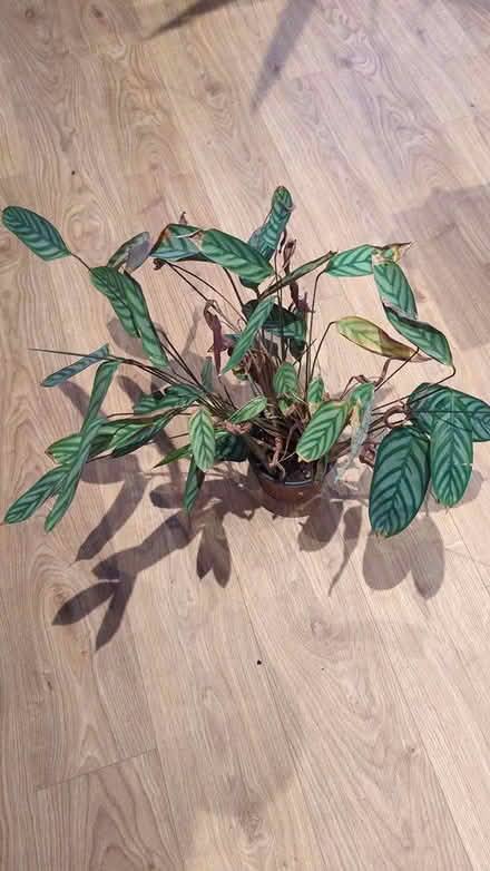 Photo of free Calathea house plant (CR0) #1