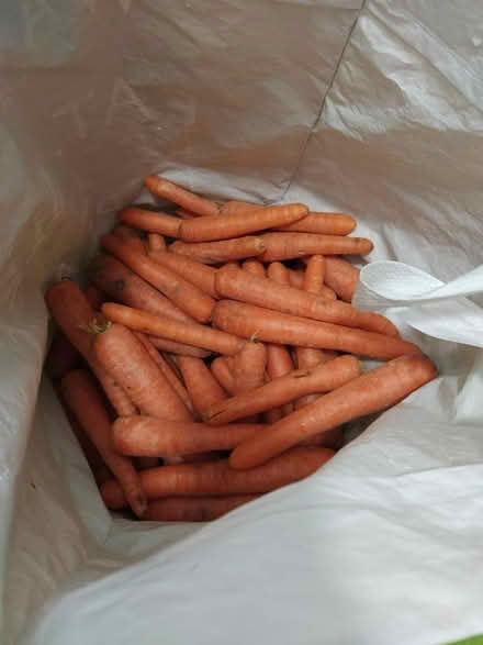 Photo of free Carrots (Lichfield WS14) #1