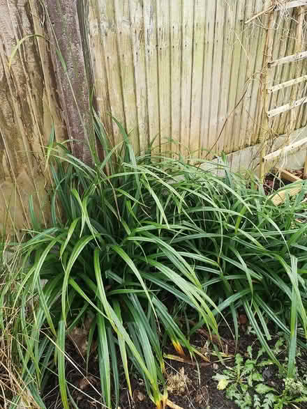 Photo of free Siglings of decorative grass (Norbury SW16) #2