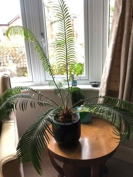 Photo of free Large House Plant (St Margarets TW1) #1