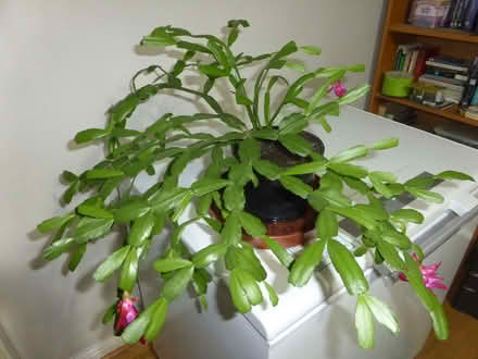 Photo of free Houseplant (Oxgangs EH13) #2