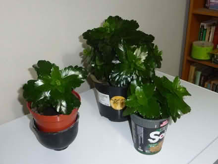 Photo of free House plants (Oxgangs EH13) #1