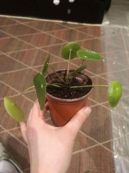 Photo of free Pilea plant (Norbury SW16) #2
