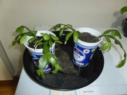 Photo of free Young House plants (Oxgangs EH13) #1
