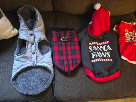 Photo of free Dog sweaters (Humboldt Hill, Eureka) #2