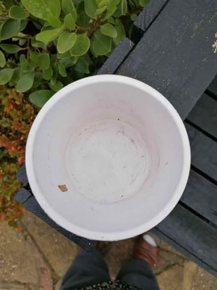 Photo of free Flower pot cover. (Langney BN23) #2