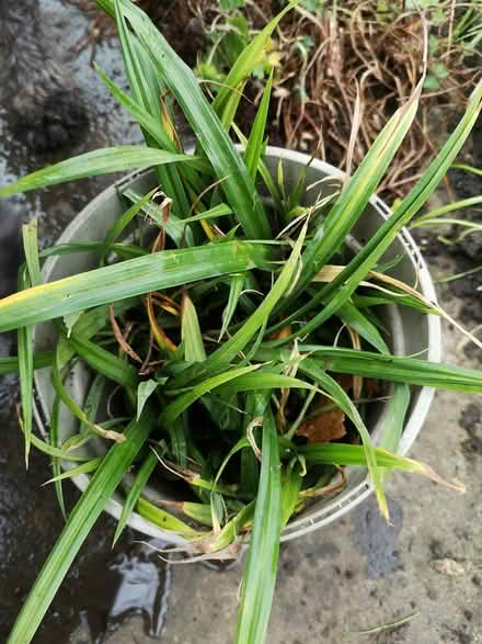 Photo of free Siglings of decorative grass (Norbury SW16) #1