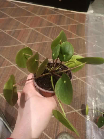Photo of free Pilea plant (Norbury SW16) #1