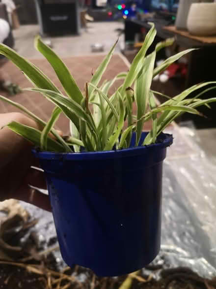 Photo of free Spider plant (Norbury SW16) #1