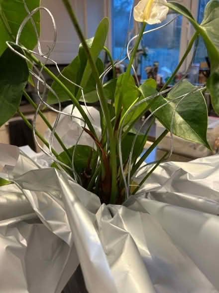 Photo of free Pot plant- unwanted gift (Eastcote HA5) #2