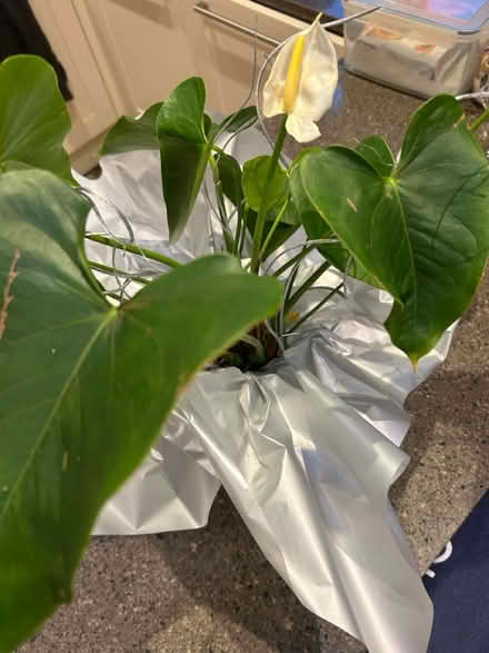Photo of free Pot plant- unwanted gift (Eastcote HA5) #1