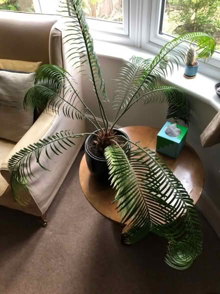 Photo of free Large House Plant (St Margarets TW1) #2