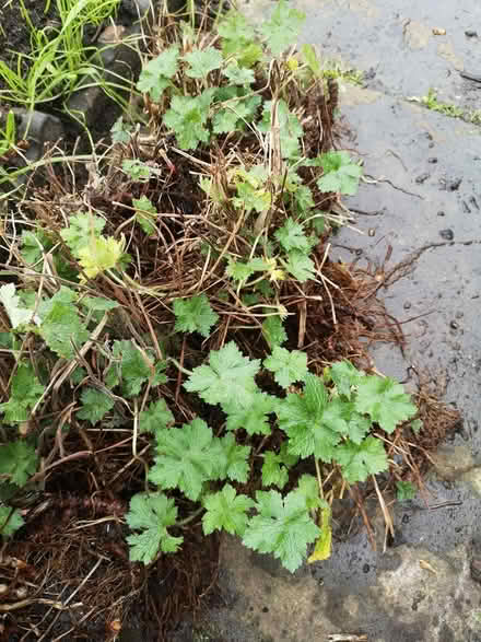 Photo of free Geranium bare roots (Norbury SW16) #1
