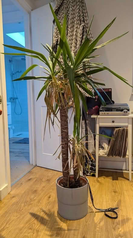 Photo of free Yucca plant (CR0) #1
