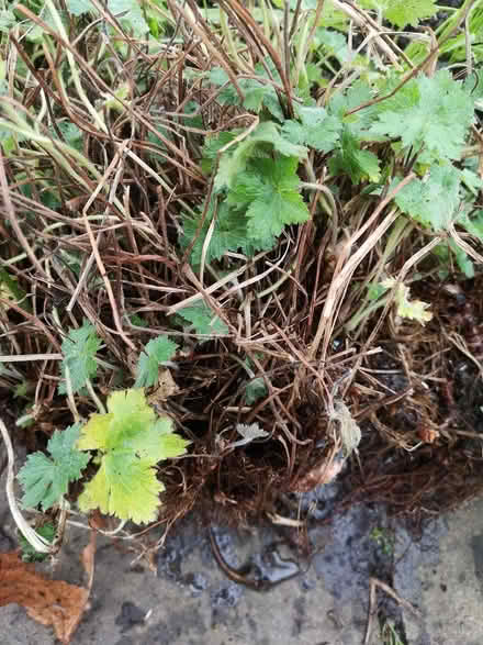 Photo of free Geranium bare roots (Norbury SW16) #2