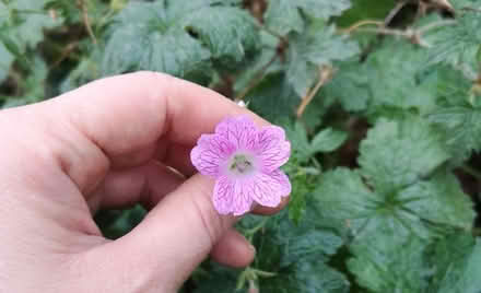 Photo of free Geranium bare roots (Norbury SW16) #3