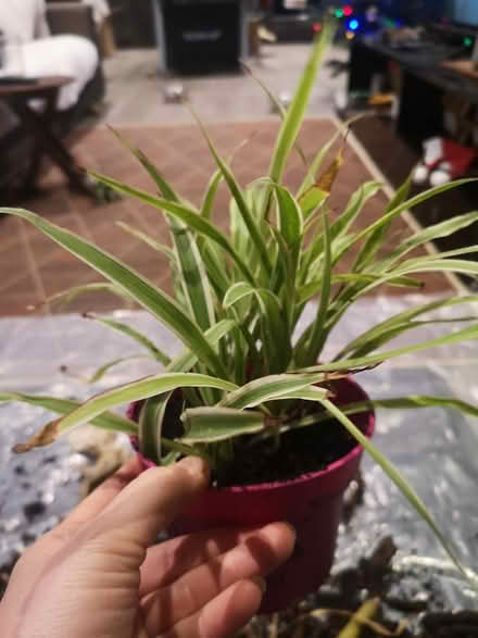 Photo of free Spider plant (Norbury SW16) #2