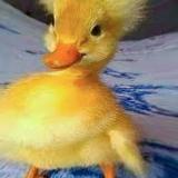 Photo of free Duck (Bromley North 345) #1