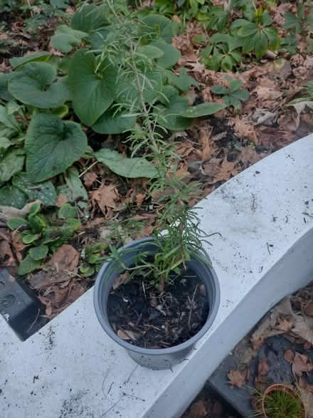 Photo of free Rosemary cutting (Ladywell SE13) #1