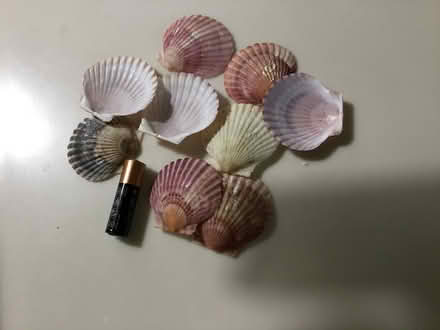 Photo of free Tiny scallop shells (Beckenham, BR3) #1