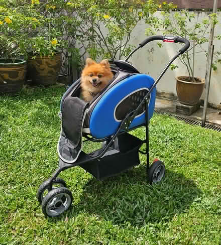 Photo of free Dog Stroller (Siglap) #1