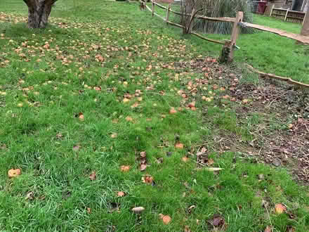 Photo of free Apples (Rogate GU31) #1