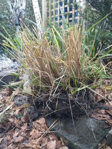 Photo of free Ornamental Grass Plant (Stanford le hope, SS17) #1