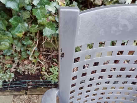 Photo of free Chairs (Honley HD9) #1