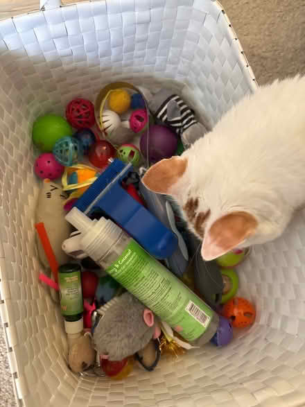 Photo of free Cat toys/ Brushes (Downtown Frederick) #1