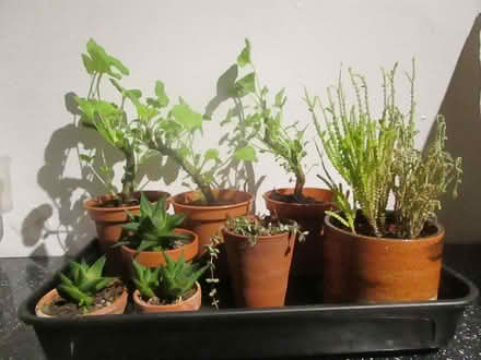Photo of free Plants! (Barnoldswick BB18) #2