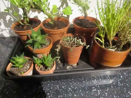 Photo of free Plants! (Barnoldswick BB18) #1