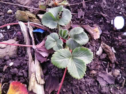Photo of Strawberry plants (New Costessey NR5) #1