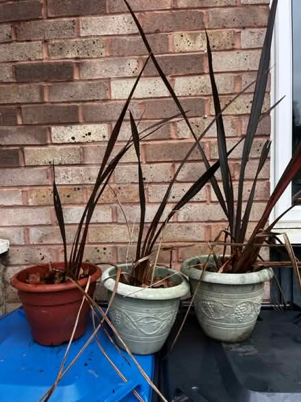Photo of free 3 plant's. Possibly phormium (Copthorne RH10 3) #1