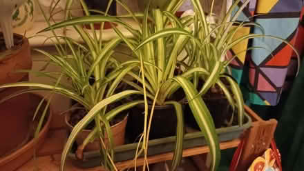 Photo of free Spider plants (Benhall GL51) #1