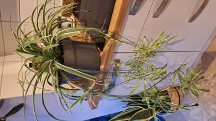 Photo of free Big mature spider plant with babies (Kingscourt, Stroud) #1