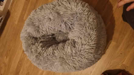 Photo of free Cat bed (N7 Holloway/Kentish Town) #1