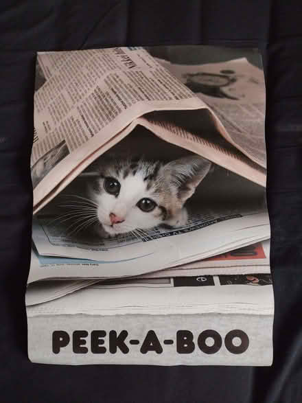 Photo of free Kitten poster (A3 size) (Manor S2) #1