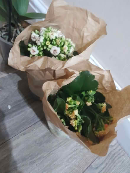 Photo of free 2 small house plants (Hartwood Green PR7) #1