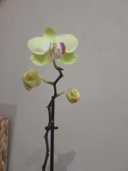Photo of free An orchid needing reviving (Hartwood Green PR7) #1