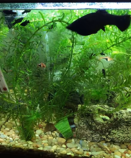 Photo of free Black molly babies (Wellington) #1